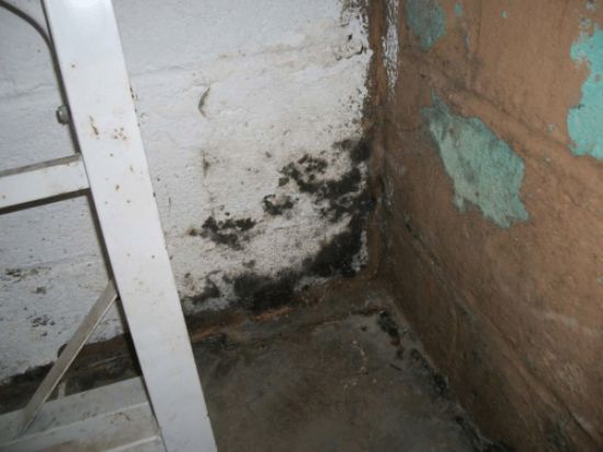How to Remove Mold  Black Mold in Basement