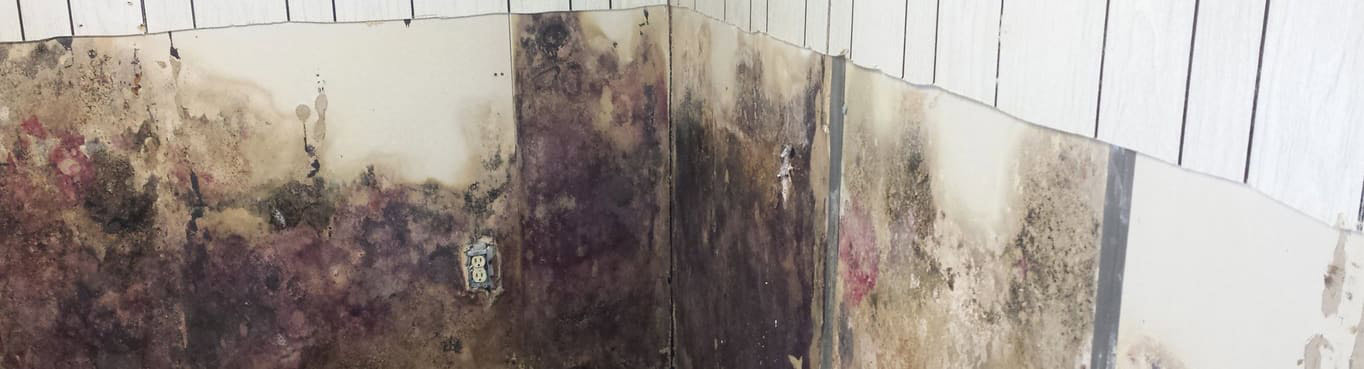 Basement Wall Mold and Damage by Flood 